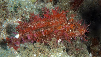 Popeyed scorpionfish