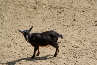 Young goat walking on the soil background