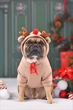 Christmas reindeer dog. French Bulldog with costume sweater with antlers sitting next to Christmas tree in front of green wall