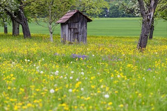 Meadow in spring with blossoming fruit tree and wooden hut