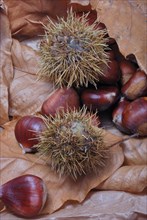 Leaves with chestnuts