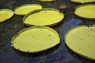 Large green leaves of Victoria amazonica