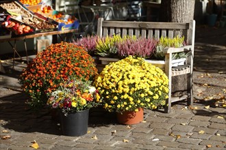 Flowers in flower pots