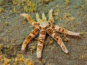 White starfish