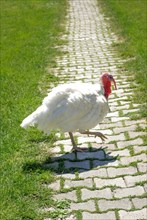 White turkey walk outdoors in garden