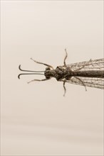 Fly resting on window curtain