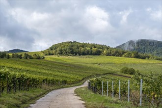 Path through vineyards