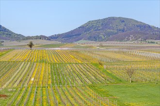 View over blossoming vineyards to the Palatinate Forest