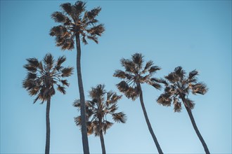 Palm trees at Santa Monica beach. Back and white. Fashion