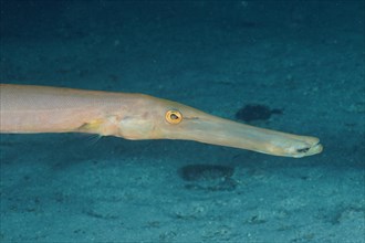 Close-up of atlantic cornetfish