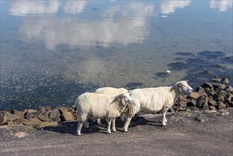 Sheep on the Wadden Sea