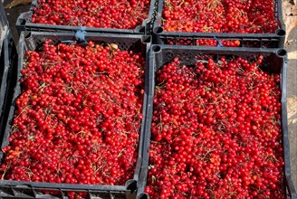 Large amount of red berries in cases