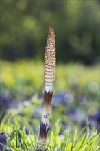 Young forest horsetail