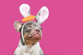 French Bulldog dog wearing easter bunny costume eras on pink background with copy space