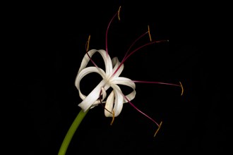 Hook lily