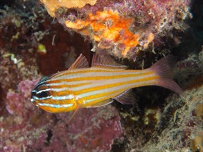 Golden-striped cardinalfish