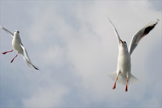 Pair of seagulls are flying in sky over the sea waters