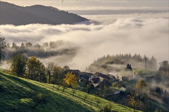 Morning fog in the southern Black Forest above Wiesental