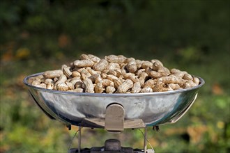Freshly harvested peanuts