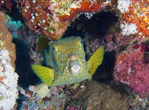 Portrait of yellow boxfish