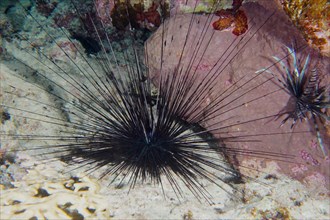 Needle sea urchin