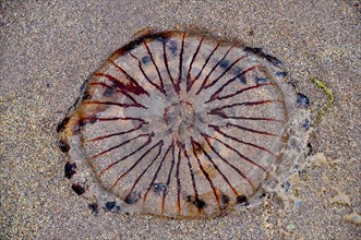 Stranded compass jellyfish