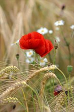 Single common red poppy flower in bloom surrounded by wheat grains and daisies