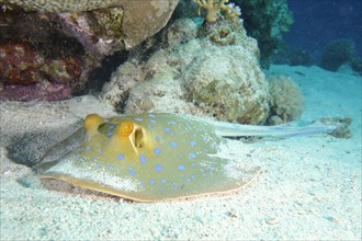 A bluespotted ribbontail ray