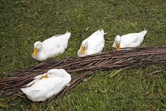 Four white ducks sitting on a dried coconut palm leaf