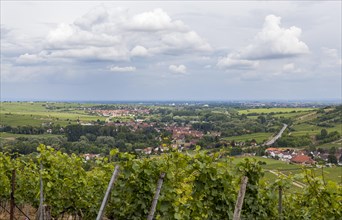 View over vines into the Rhine valley