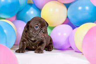 Black French Bulldog dog puppy between colorful balloons