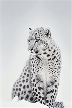 A white snow leopard