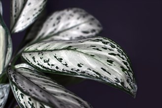 Close up of leaves with beautiful silver pattern of exotic Aglaonema Silver Bay or Silver King house plant