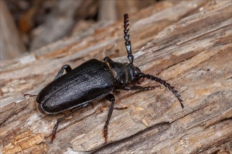Tanner beetle