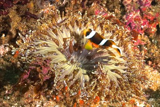 Beaded anemone