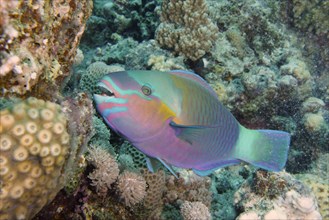 Rusty-naped parrotfish