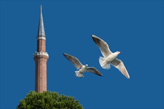 Pair of seagulls flying in blue a sky background
