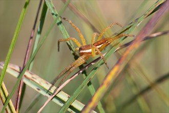 Raft spider