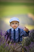 Beautiful little boy on a sunny day in a lavender field. Poland