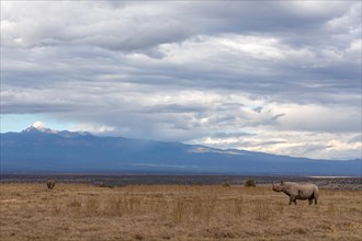 White rhinoceros