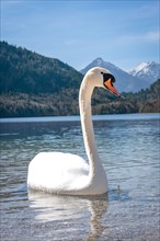 Swan on Alpsee with alpine panorama