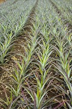 Pineapple plantation with young plants