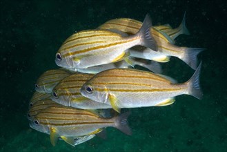 Group of striped grunts
