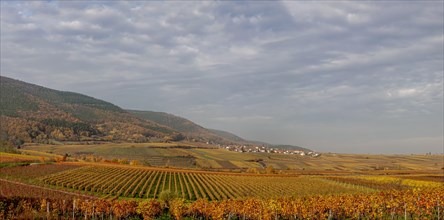 Colourful vineyards in autumn
