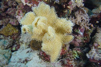 Mushroom leather coral