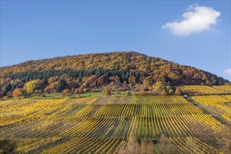 View over colourful vineyards in autumn to the Palatinate Forest