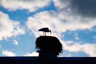 Silhouette of a white stork