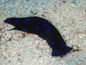 Blue dotted head slug