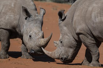 2 white rhinoceroses