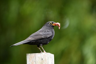 Blackbird